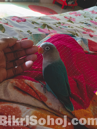 Love bird baby
